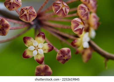 Hoya Flower from the Tropical Forest - Shutterstock ID 2252619845