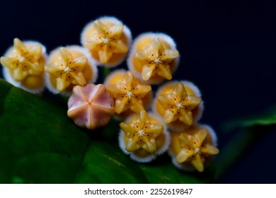 Hoya Flower from the Tropical Forest - Shutterstock ID 2252619847
