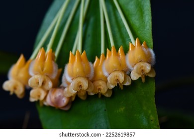 Hoya Flower from the Tropical Forest - Shutterstock ID 2252619857