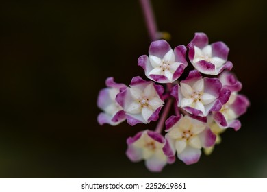 Hoya Flower from the Tropical Forest - Shutterstock ID 2252619861