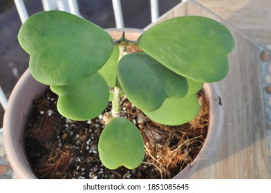 Hoya Heart Mother Plant Succulent 