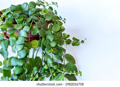 Hoya Houseplant Isolated On White Background.