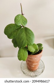 Hoya Kerri. Plant With Heart Shaped Leaf