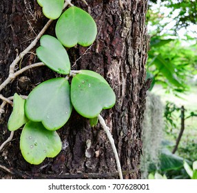 Hoya Kerrii