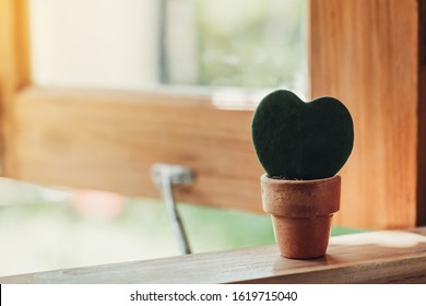 Hoya Kerrii Craib In Pot Plant And Heart Shaped Plant For Gift