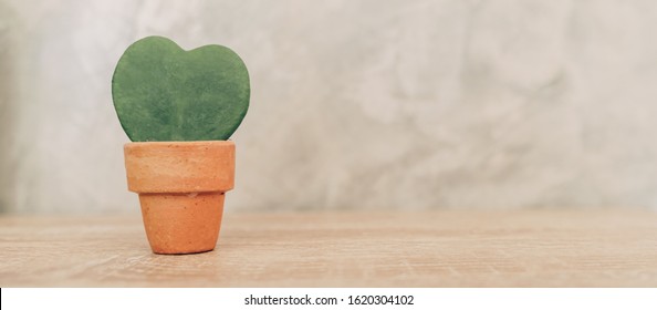 Hoya Kerrii Craib In Pot Plant And Heart Shaped Plant For Gift