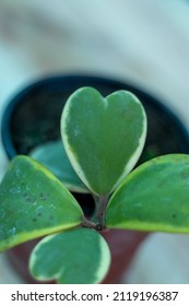 Hoya Kerrii With Heart Shape Leaves