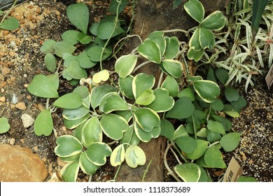 Hoya Kerrii  Variegata 