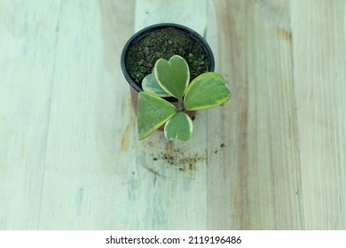 Hoya Kerrii Variegated Heart Shape Plant