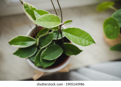 Hoya Krimson Queen House Plant