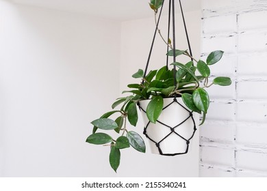 Hoya krohniana in a white pot in a wicker macrame planter hanging isolate on a white background. lacunosa heart leaf..Close-up of a plant. Waxy plant in a pot.Houseplant Hoya against a white wall.  - Shutterstock ID 2155340241