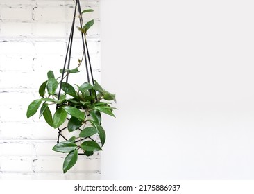 Hoya krohniana in a white pot in a wicker macrame planter hanging isolate on a white background. lacunosa heart leaf. Close-up of a plant. Waxy plant in a pot.Houseplant Hoya bella erythrophylla. - Shutterstock ID 2175886937