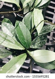 Hoya Publicalyx, A Beautiful Speckled Houseplant ￼