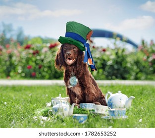 Hppy Worker Spaniel Dressed As Mad Hatter At The Tea Party