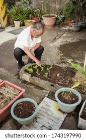 Hsinchu / Taiwan - September 15, 2019: Old Taiwanese Man Working In Urban Farm Planting Vegetables