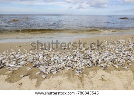 Hua Hin beach full of dead fish on the shore - Thailand