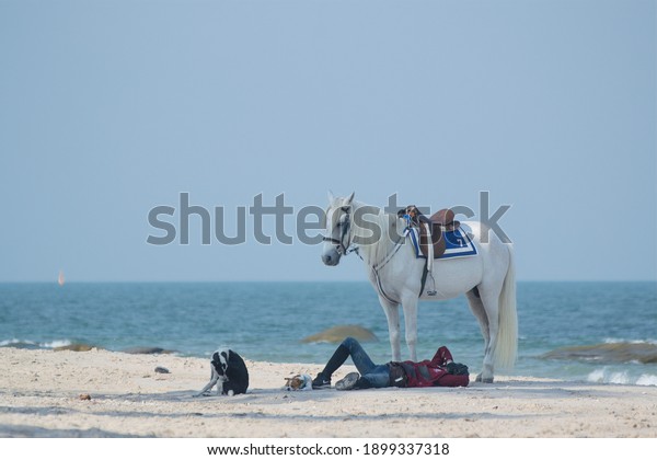 Hua Hin, Thailand, January 17,2021; Horse herder\
resting sleep on the beach with a white horse standing in parasols\
and guarding 2 dogs.