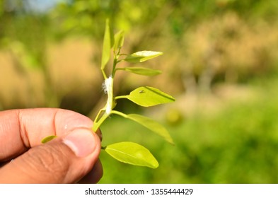 Huanglongbing Vector At Citrus Grower Field, West Borneo