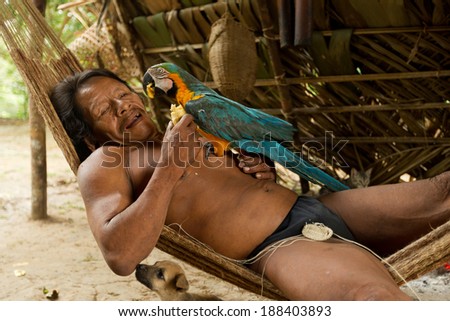 A Huaorani indigenous male from the Amazonia region of Ecuador grooming a colorful parrot in his tribal home within Yasuni National Park.