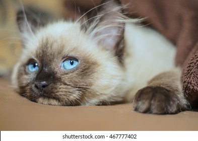 Huba, The Ragdoll Cat