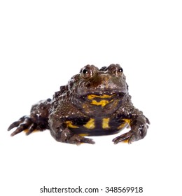 Hubei Firebelly Toad, Bombina Microdeladigitora, On The White Background