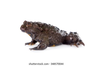 Hubei Firebelly Toad, Bombina Microdeladigitora, On The White Background