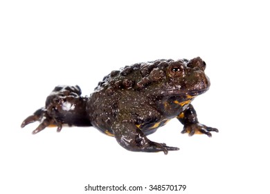 Hubei Firebelly Toad, Bombina Microdeladigitora, On The White Background