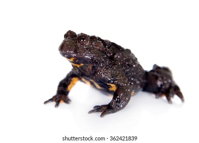 Hubei Firebelly Toad, Bombina Microdeladigitora, On The White Background