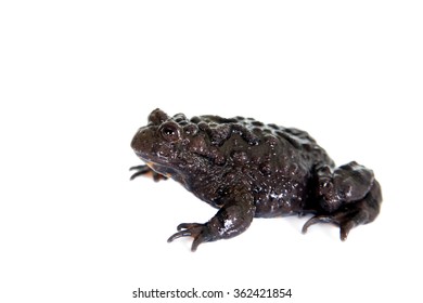 Hubei Firebelly Toad, Bombina Microdeladigitora, On The White Background