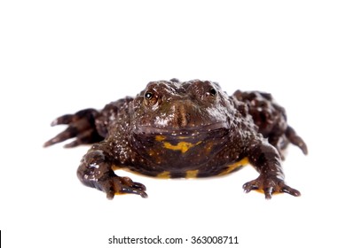 Hubei Firebelly Toad, Bombina Microdeladigitora, On The White Background