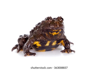 Hubei Firebelly Toad, Bombina Microdeladigitora, On The White Background