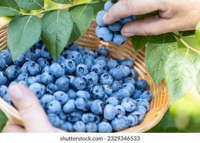 Huckleberries picking. Female hands gather ripe blueberries in a wicker bowl—harvesting concept. - Powered by Shutterstock