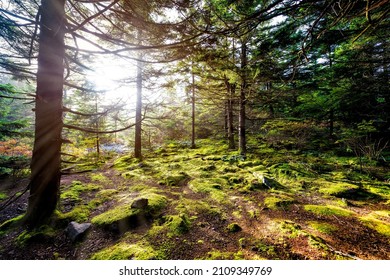 Huckleberry Hiking Trail In Spruce Knob Appalachian Mountains With Evergreen Trees Enchanted Moss Forest In Fall Autumn, Sun Sunburst Rays Flare In West Virginia