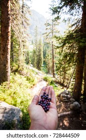 Huckleberry Picking, Beartooth Mountains, Montana