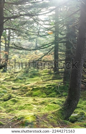 Huckleberry Seneca Rocks hiking trail vertical view of moss forest in Spruce Knob mountain fall autumn season with sun rays sunbeams in West Virginia