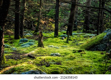 Huckleberry Trail With Magical Enchanted Moss Forest Ground Floor In West Virginia Spruce Knob Mountain At Fall Autumn Season With Morning Sunlight