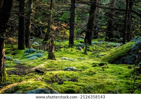 Huckleberry trail with magical enchanted moss forest ground floor in West Virginia Spruce Knob mountain at fall autumn season with morning sunlight