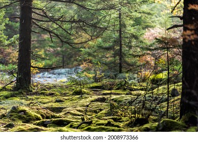 Huckleberry Trail In Seneca Rocks Hiking With Moss Forest In Spruce Knob Mountain Fall Autumn Season With Morning Sunlight In West Virginia