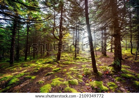 Huckleberry trail in Spruce Knob Appalachian mountains with evergreen pine trees enchanted moss forest in fall autumn sun sunburst rays in West Virginia