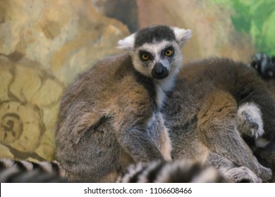 A huddle of ring tailed lemurs