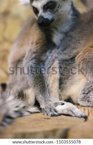 A huddle of ring tailed lemurs