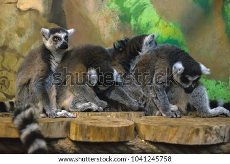 A huddle of ring tailed lemurs sleeping together