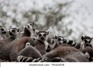 A huddle of Ring-Tailed Lemurs.