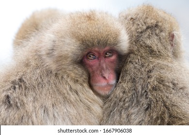 Huddle Of Snow Monkeys In Group Hug To Stay Warm 