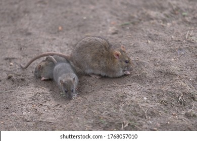 64 Damp rat Images, Stock Photos & Vectors | Shutterstock