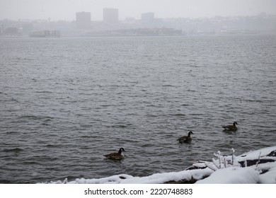 Hudson River In Winter With Canada Geese Manhattan, New York City