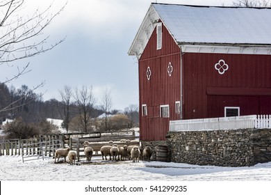 Hudson Valley Sheep And Barn In Winter Snow 