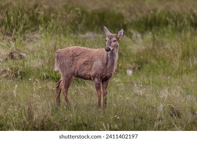 The huemul, a majestic mammal in danger of extinction, is one of the two species of native deer found exclusively in the Patagonian forests. South of Chile.