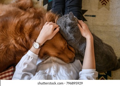 Hug the cat and the dog - Shutterstock ID 796895929