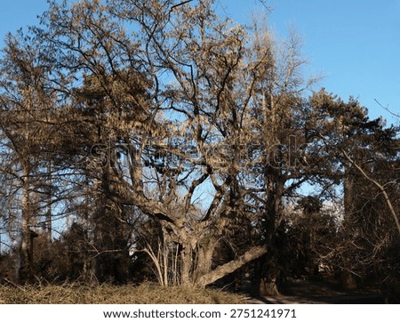 huga,old Hazel tree blossoming at spring